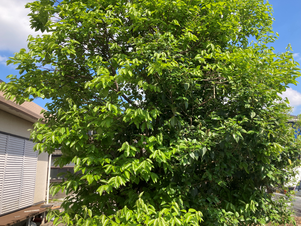 12万画素標準レンズ